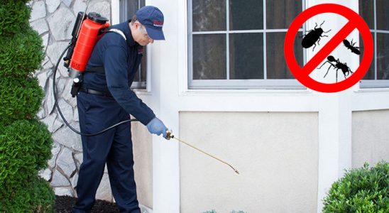 Murgul Karınca İlaçlama böcek ilaçlama ve haşere kontrolü — ilaclama-tr.com